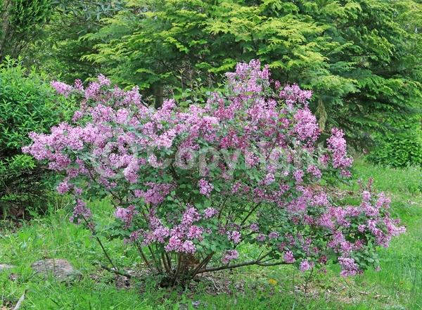 Lavender blooms; Deciduous