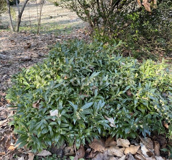 Lavender blooms; Deciduous