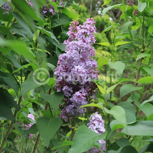 Purple blooms; White blooms; Pink blooms; Lavender blooms; Deciduous; Broadleaf