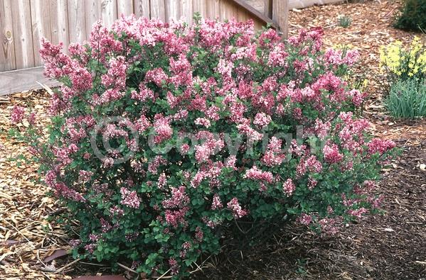 Lavender blooms; Deciduous; Broadleaf