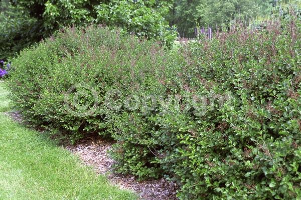 Lavender blooms; Deciduous; Broadleaf