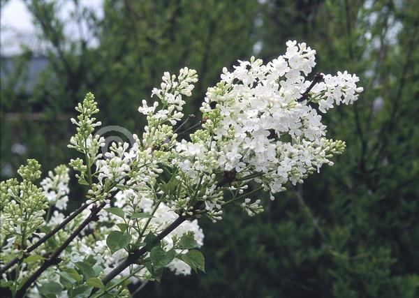 White blooms; Deciduous