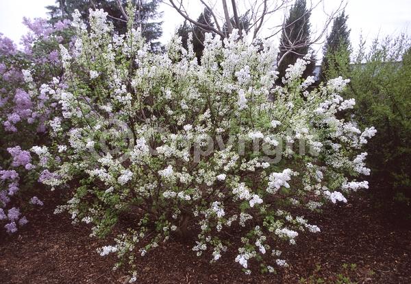 White blooms; Deciduous