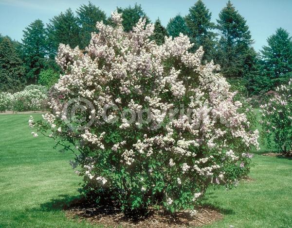 White blooms; Pink blooms; Deciduous; Broadleaf
