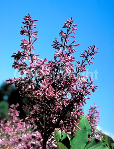 Lavender blooms; Deciduous; Broadleaf