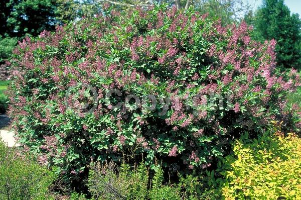 Lavender blooms; Deciduous; Broadleaf