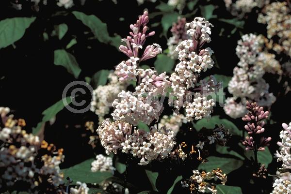 Pink blooms; Deciduous; Broadleaf