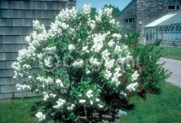 Purple blooms; White blooms; Deciduous; Broadleaf