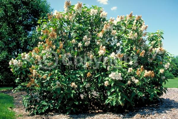 White blooms; Deciduous; Broadleaf