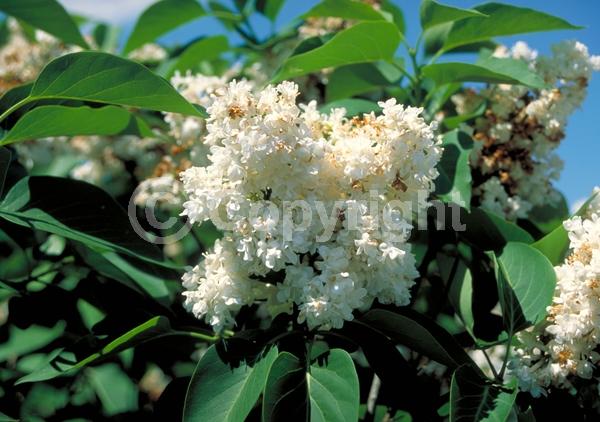 White blooms; Deciduous; Broadleaf