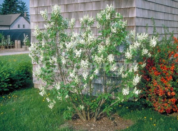 White blooms; Deciduous; Broadleaf