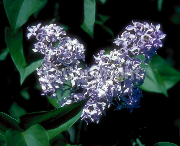 Lavender blooms; Deciduous; Broadleaf