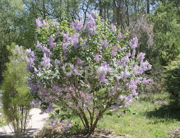 Purple blooms; White blooms; Pink blooms; Lavender blooms; Deciduous; Broadleaf