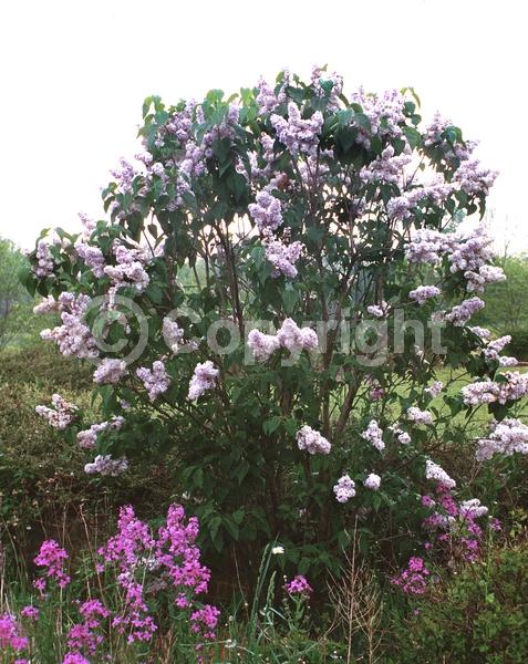 Purple blooms; White blooms; Pink blooms; Lavender blooms; Deciduous; Broadleaf