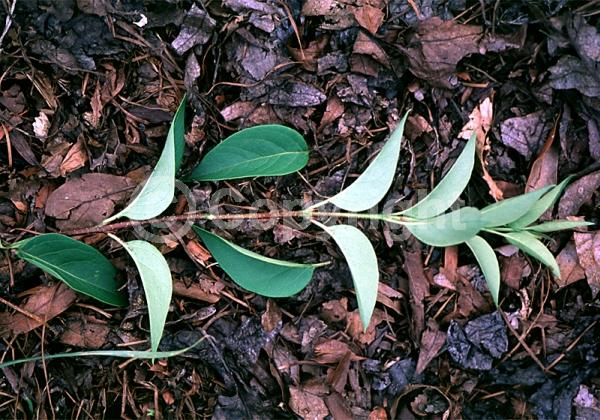 White blooms; Pink blooms; Lavender blooms; Deciduous; Broadleaf