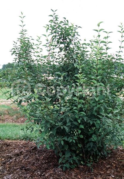 White blooms; Pink blooms; Lavender blooms; Deciduous; Broadleaf