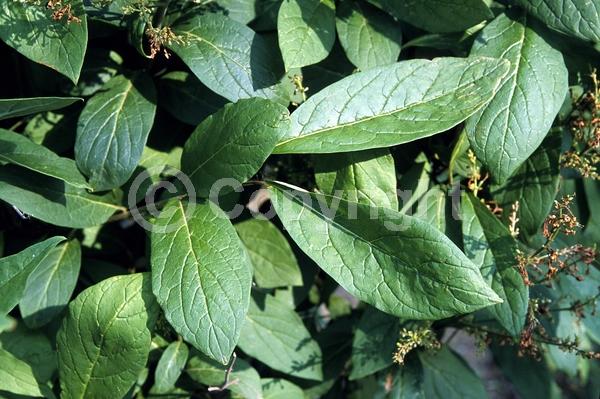 Pink blooms; Deciduous; Broadleaf