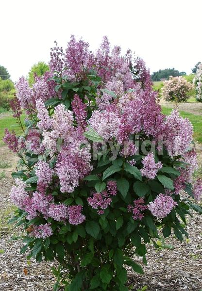 Purple blooms; Lavender blooms; Deciduous; Broadleaf