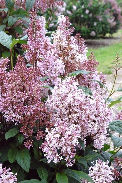 Purple blooms; Lavender blooms; Deciduous; Broadleaf
