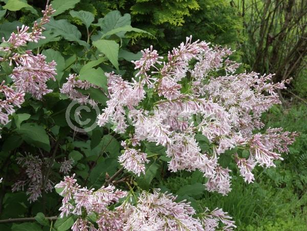 Pink blooms; Deciduous; Broadleaf