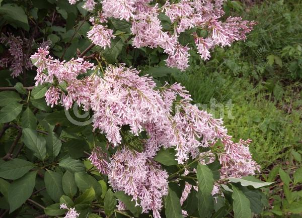 Pink blooms; Deciduous; Broadleaf