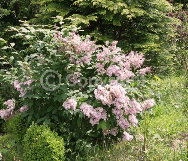 Pink blooms; Deciduous; Broadleaf