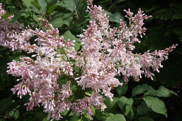Pink blooms; Deciduous; Broadleaf