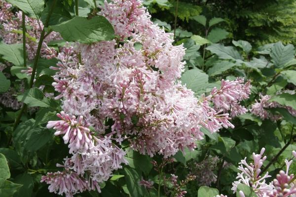 Pink blooms; Deciduous; Broadleaf