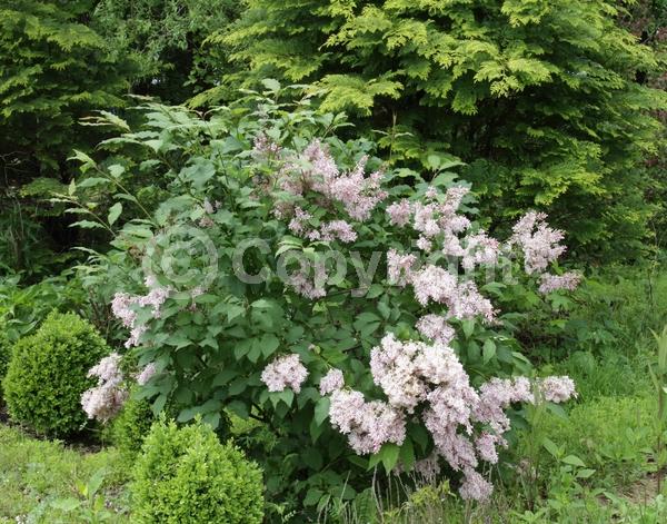 Pink blooms; Deciduous; Broadleaf