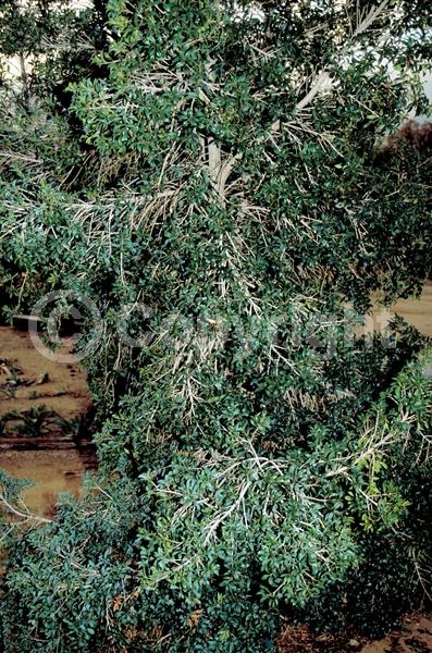 White blooms; Evergreen