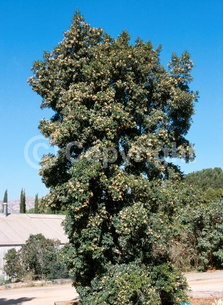 White blooms; Evergreen