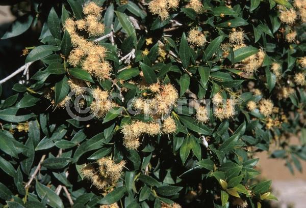 White blooms; Evergreen