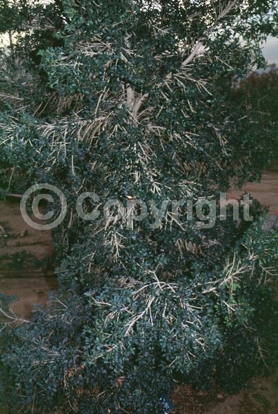 White blooms; Evergreen