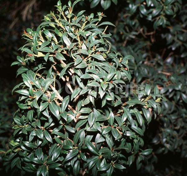 White blooms; Evergreen