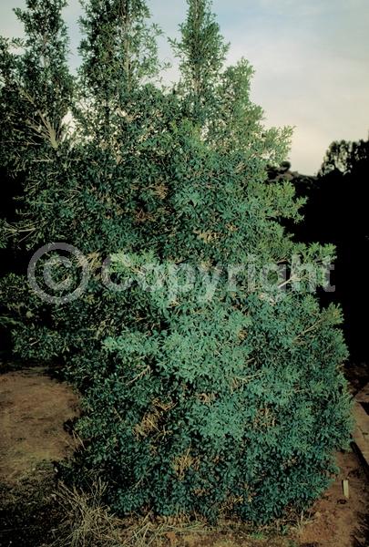 White blooms; Evergreen