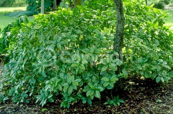 White blooms; Evergreen