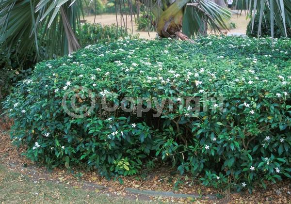 White blooms; Evergreen