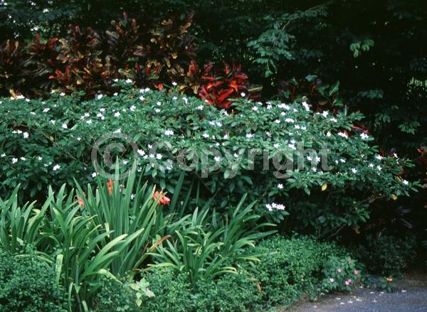 White blooms; Evergreen