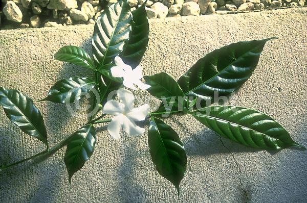 White blooms; Evergreen