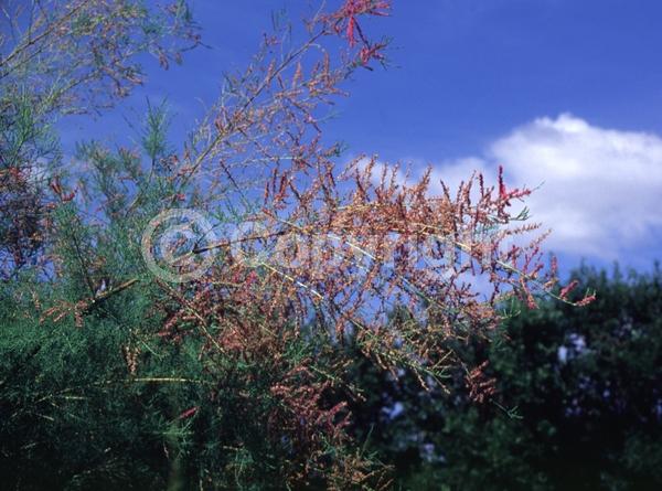 Pink blooms; Deciduous