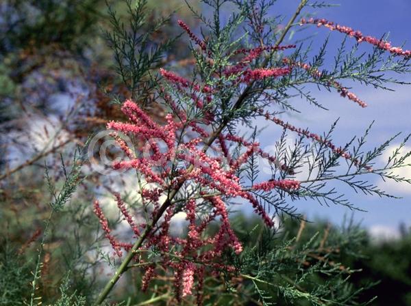 Pink blooms; Deciduous