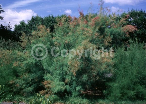 Pink blooms; Deciduous