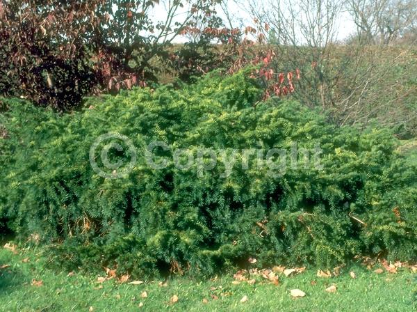 Yellow blooms; Green blooms; Evergreen; Needles or needle-like leaf