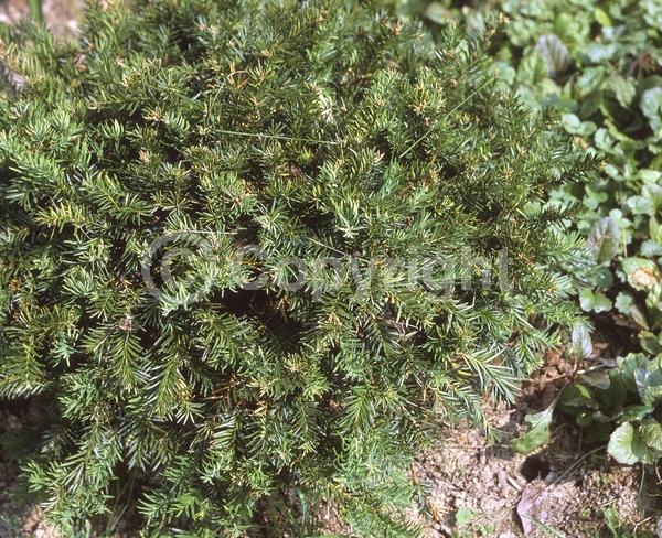 Yellow blooms; Green blooms; Evergreen; Needles or needle-like leaf