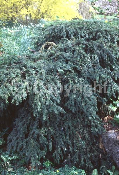 Yellow blooms; Green blooms; Evergreen; Needles or needle-like leaf