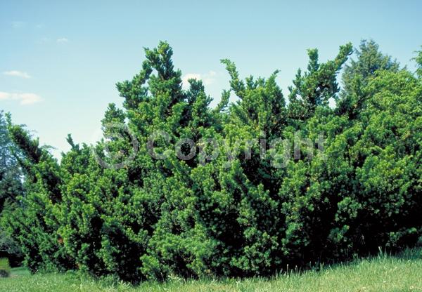 Yellow blooms; Green blooms; Evergreen; Needles or needle-like leaf