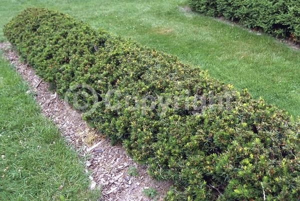 Yellow blooms; Green blooms; Evergreen; Needles or needle-like leaf