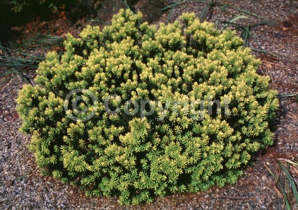 Yellow blooms; Green blooms; Evergreen; Needles or needle-like leaf