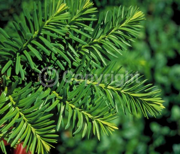Yellow blooms; Green blooms; Evergreen; Needles or needle-like leaf