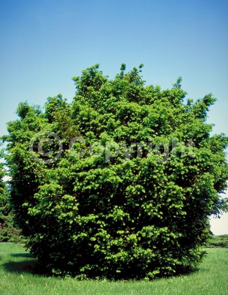 Yellow blooms; Green blooms; Evergreen; Needles or needle-like leaf